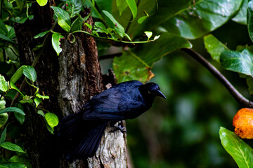 cuervo sobre el árbol