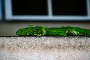 iguana verde sobre la pared 