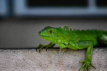 iguana verde sobre la pared