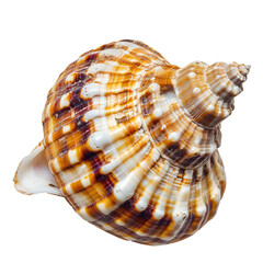 Fototapeta premium sea shell isolated on white