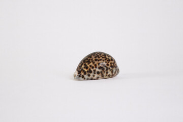 Tiger Cowrie Seashell Side View Isolated on White Background