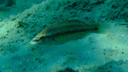 Fototapeta premium East Atlantic peacock wrasse (Symphodus tinca) undersea, Aegean Sea, Greece, Halkidiki, Pirgos beach
