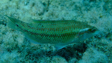 East Atlantic peacock wrasse (Symphodus tinca) undersea, Aegean Sea, Greece, Halkidiki, Pirgos beach