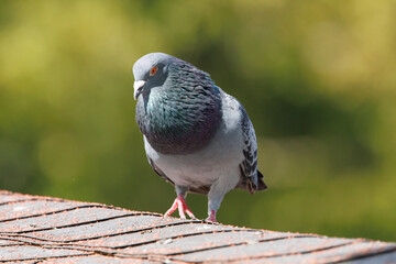 Courting Rock Pigeons