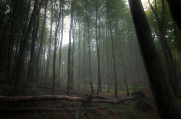 Nebeliger Wald