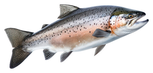 PNG Atlantic Salmon animal trout fish.