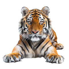 Obraz premium tiger isolated on white background