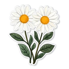 Fototapeta premium White Daisy Flowers with Green Leaves Botanical Illustration
