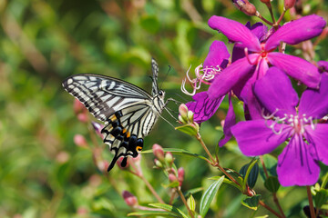 アゲハチョウとシコンノボタン