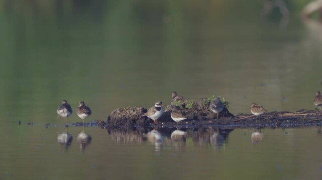 Birds rest on the island. Sunny quiet morning.  ( Fifi,  Common Ringed Plovers,  Little Stint) Wildlife.  Slow motion.