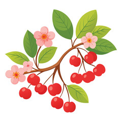 Cherry Vector Illustration isolated on white background