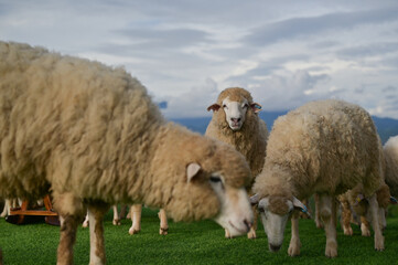 Naklejka premium A sheep from the flock stares directly into the camera, its wooly companions surrounding it, with the soft evening light creating a serene atmosphere.