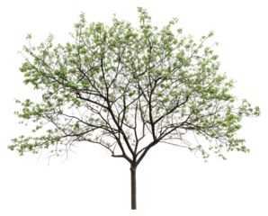 PNG  Lush green tree isolated background