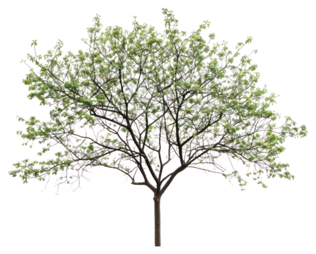 PNG  Lush green tree isolated background - Powered by Adobe