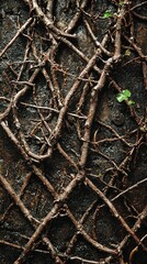 Fototapeta premium Detailed View of Climbing Roots on Trellis