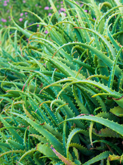 Aloe Vera plant