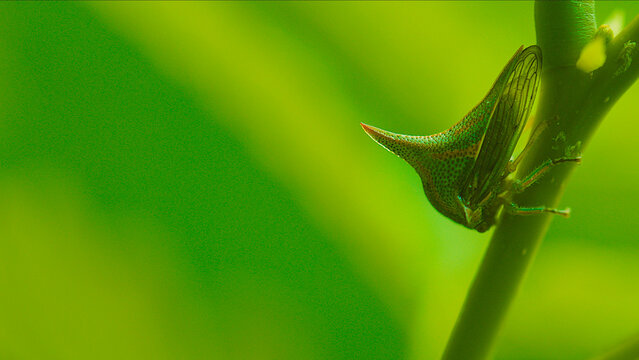 Treehopper