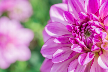 Photo of dahlia flowers in the garden