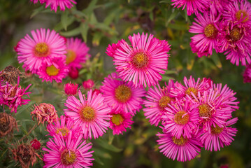 Photo of dahlia flowers in the garden