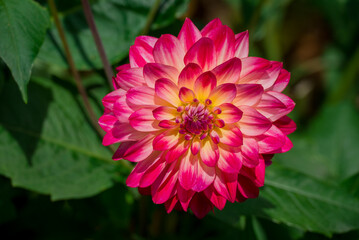 Fototapeta premium Photo of dahlia flowers in the garden