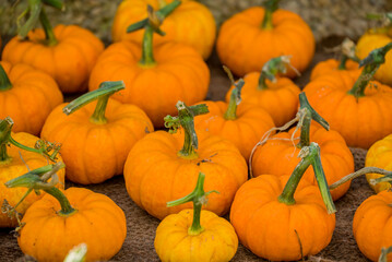 Photo of autumn vegetables in the garden