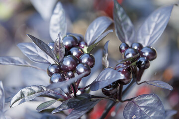 からしの仲間のブラックパール