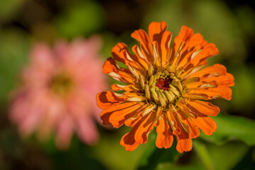 Photo of autumn flowers on natural background