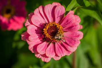 Photo of autumn flowers on natural background