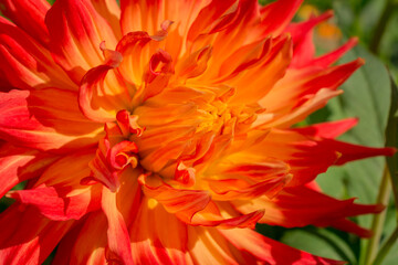 Photo of dahlia flowers in the garden