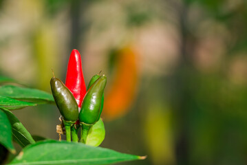 Photo of chillis in the autumn garden
