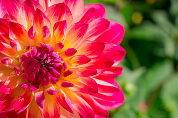 Fototapeta premium Photo of dahlia flowers in the garden