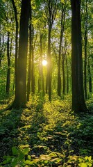 Fototapeta premium Enchanting Forest with Dappled Sunlight