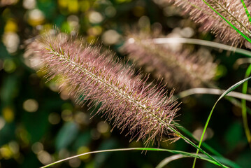 Photo of autumn grass on natural background-