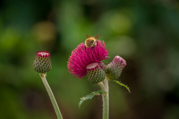 Photo of autumn flowers on natural background