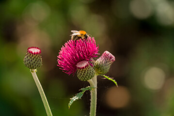 Photo of dahlia flowers in the garden