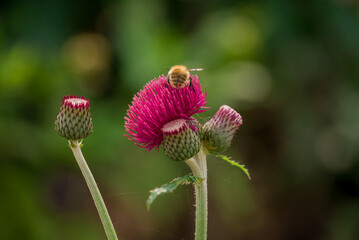 Photo of autumn flowers on natural background