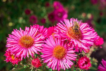 Photo of dahlia flowers in the garden