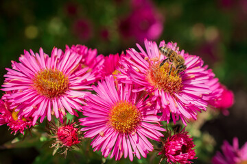 Photo of dahlia flowers in the garden
