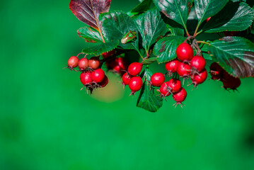 On  green background branch of red autumn berry