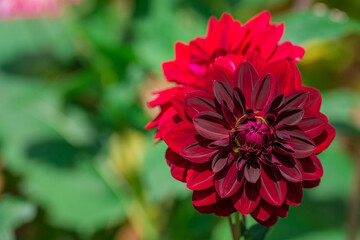 Photo of dahlia flowers in the garden