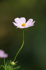 風に揺れるコスモス