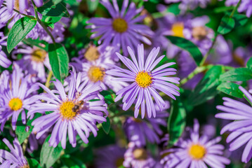 Photo of autumn flowers on natural background