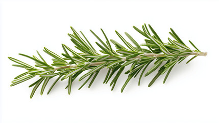 Fototapeta premium A sprig of fresh rosemary with needle-like leaves, isolated on a white background. The leaves are vibrant green and have a soft textured appearance
