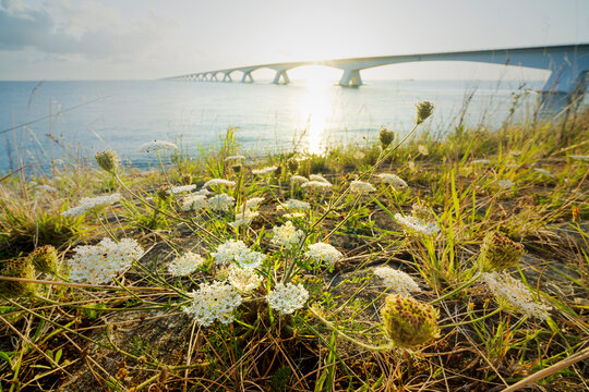 Wild flowers and plants during sunrise grow on the dikes along the Zeeland Bridge in a Dutch sea landscape in the province of Zeeland