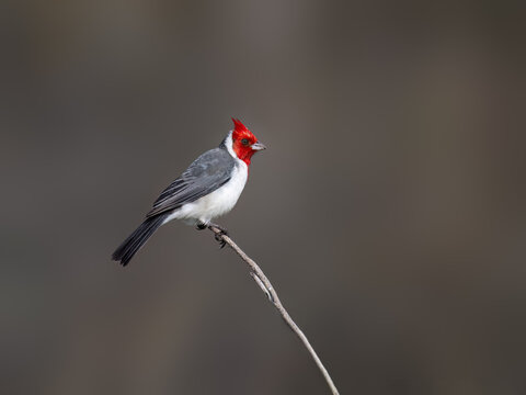 Red-crested Cardinal portrait on gray background