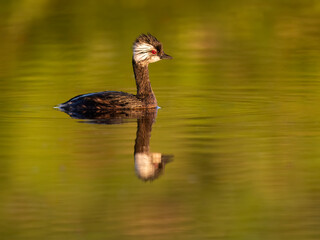 White-tufted Grebe with reflection swimming in green orange water