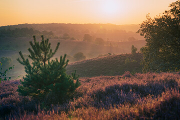 Arial view with morning dew and flowering heather in a moorland with the sun rising over the hills on the horizon