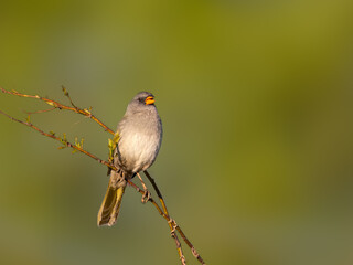 Great Pampa-Finch on tree branch against green background