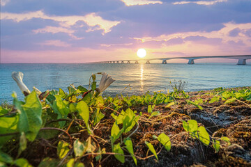 Sunrise with a view from the dike on the Zeeland Bridge in a Dutch sea landscape with wild flowers in the province of Zeeland