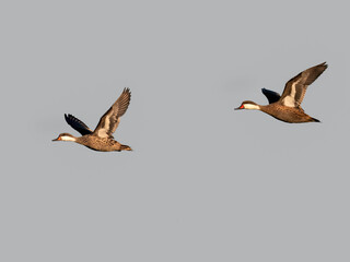 Two White-cheeked Pintail in flight on blue sky